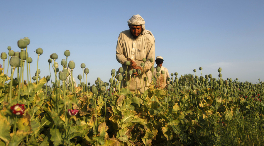 طالبان: د ټرمپ ادعاوې د افغانستان د نشهیي موادو د تولید او وېش په اړه بې بنسټه دي