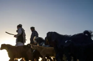 فائو از درمان ۶۸۰ رأس مواشی و دفن امن ۳۳۰۰ لاشه در مناطق زلزله‌زده افغانستان خبر داد
