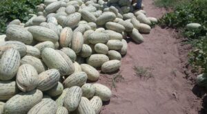 Increasing melon exports